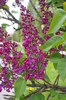 Güneşli bir bahar gününde leylak yapraklı, güzel çiçekli leylak dalı.