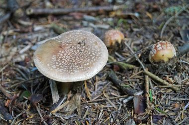 Amanita rubescens mantarı beyaz noktalı kahverengi şapkalı ve ormanda beyaz bacaklı sarı yapraklı ve yeşil otlu bir sonbahar günü