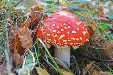 Amanita muscaria mantarı, beyaz noktalı kırmızı bir şapka ve sarı yapraklı bir ormanda beyaz bir bacak ve sonbahar günü yeşil çimenler.
