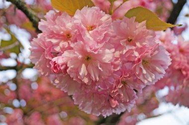 Narin pembe çiçekleri ve yeşil yaprakları olan çiçek açan bir sakura dalı.