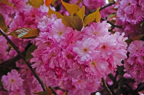 Gałąź Kwitnącej Sakury Delikatnymi Różowymi Kwiatami Zielonymi Liśćmi Wiosenny Dzień — Zdjęcie stockowe