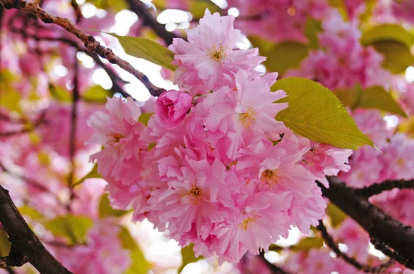 Ветвь Цветущей Сакуры Нежными Розовыми Цветами Зелеными Листьями Весенний День — стоковое фото