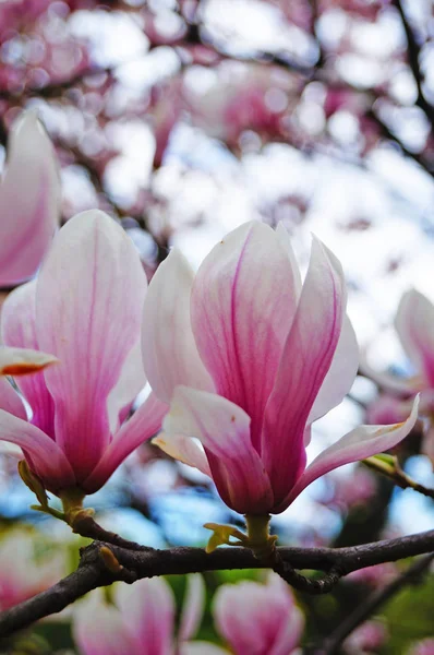 Güneşli bir bahar gününde pembe taç yaprakları ve yeşil yapraklı güzel çiçeklerle manolya dalı