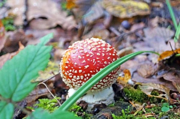 Amanita Muscaria Mushroom Красной Шапкой Белом Доте Белой Ногой Лесу — стоковое фото