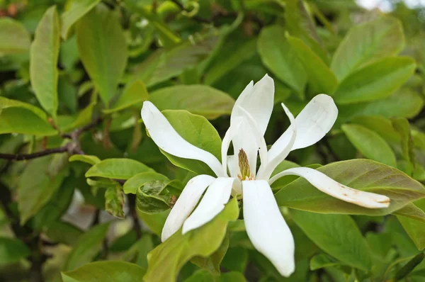 Magnolia Branch Beautiful Flowers White Petals Green Leaves Sunny Spring — Stock Photo, Image