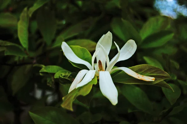 Magnolia Gren Med Vackra Blommor Med Vita Kronblad Och Gröna — Stockfoto