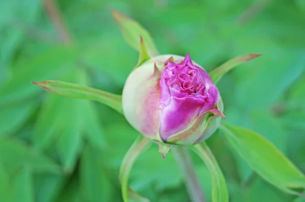 Fiore Peonia Con Una Gemma Con Delicati Petali Rosa Foglie — Foto Stock