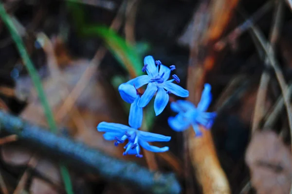 Çiçekli Scilla çiçeği ve narin mavi yapraklı tomurcuklar bir bahar günü bir açıklıkta