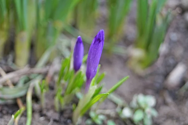 Krokus Blomma Och Knopp Med Vackra Lila Kronblad Rabatt Med — Stockfoto