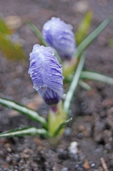 Çiçek ve tomurcuk. Çiçek tarlasında güzel mor yapraklar ve bahar günü yeşil çimenler.