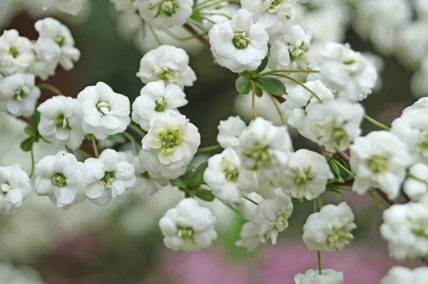 Una Rama Con Flores Pequeñas Con Pétalos Blancos Arbusto Día — Foto de Stock