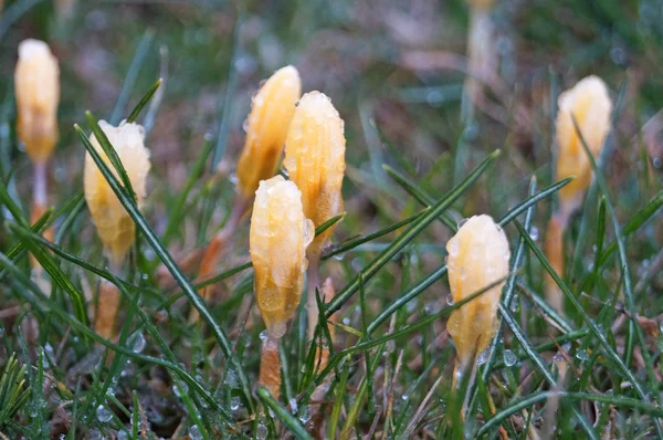 Çiçek ve tomurcuk. Çiçek tarlasında güzel sarı yapraklar ve bahar günü yeşil çimenler.