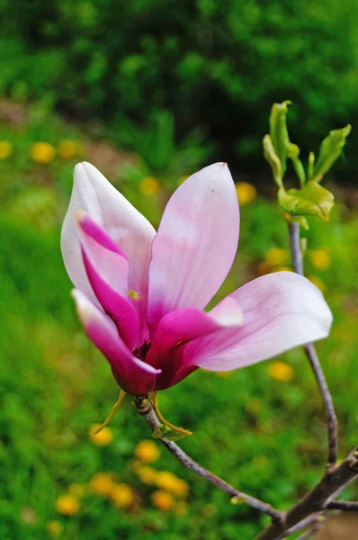 Magnolia Branch Beautiful Flowers Pink Petals Green Leaves Sunny Spring — Stock Photo, Image