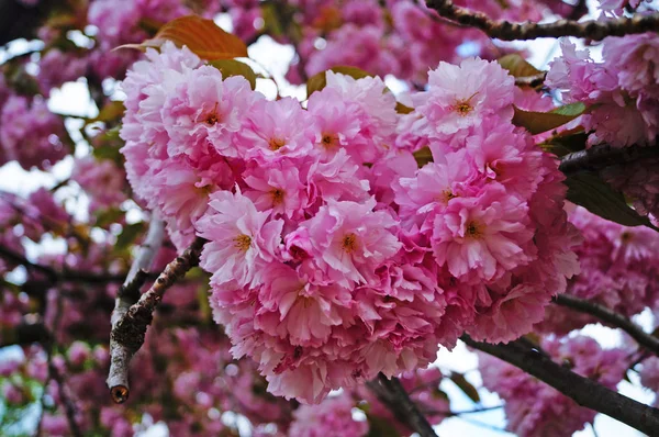 Branch Blooming Sakura Delicate Pink Flowers Green Leaves Spring Day — Stock Photo, Image