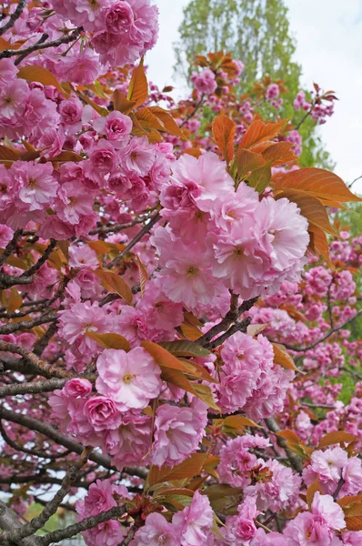 Una Rama Sakura Floreciente Con Delicadas Flores Rosadas Hojas Verdes —  Fotos de Stock