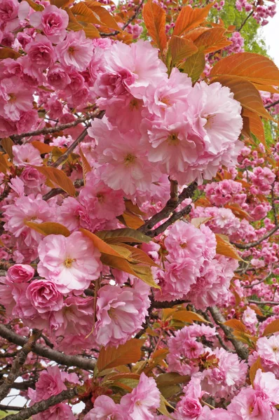 Ein Zweig Blühender Sakura Mit Zartrosa Blüten Und Grünen Blättern — Stockfoto