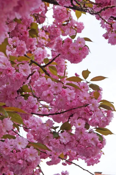 Narin pembe çiçekleri ve yeşil yaprakları olan çiçek açan bir sakura dalı.