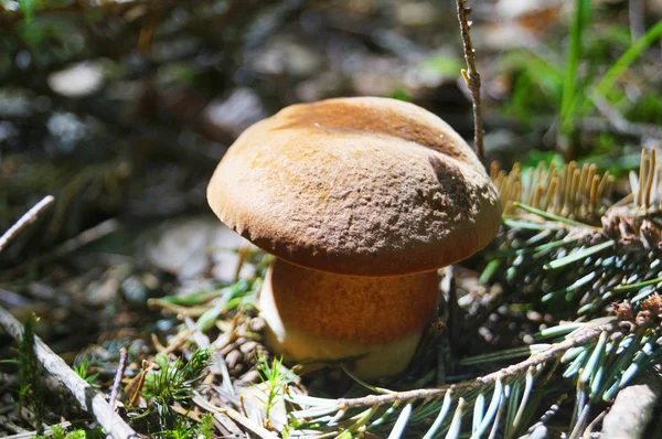 Grzyb Boletus Erthropus Brązowym Kapeluszem Żółtą Czerwoną Nogą Lesie Żółte — Zdjęcie stockowe