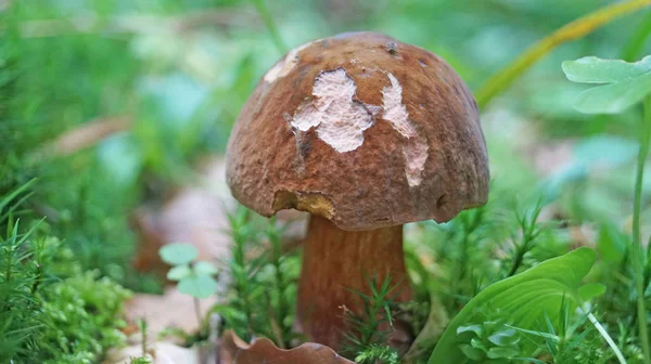 Mushroom Boletus Erthropus Brown Hat Yellow Red Leg Forest Yellow — Stock Photo, Image