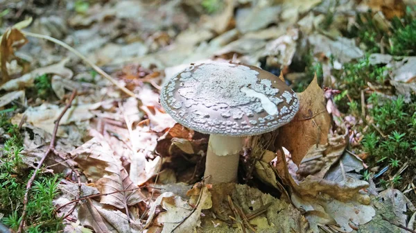 Amanita rubescens mantarı beyaz noktalı kahverengi şapkalı ve ormanda beyaz bacaklı sarı yapraklı ve yeşil otlu bir sonbahar günü