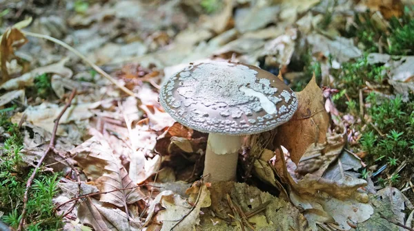 Amanita Rubescens Mushroom Коричневой Шляпой Белыми Точками Белой Ногой Лесу — стоковое фото