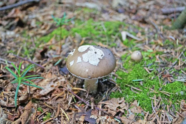 Amanita Rubescens Mushroom Brown Hat White Dots White Leg Forest — Stock Photo, Image