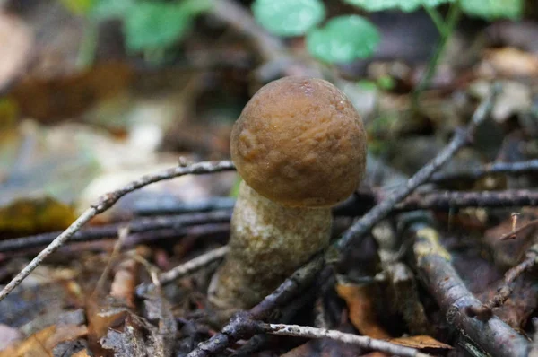 Cogumelo Eccinum Com Chapéu Vermelho Perna Branca Floresta Folhas Amarelas — Fotografia de Stock