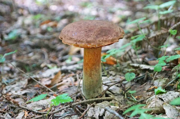 Mushroom Boletus Erthropus Brown Hat Yellow Red Leg Forest Yellow — Stock Photo, Image