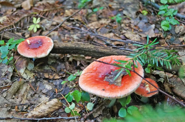 Boletus Erthropus Hongo Con Sombrero Marrón Una Pierna Roja Amarilla —  Fotos de Stock