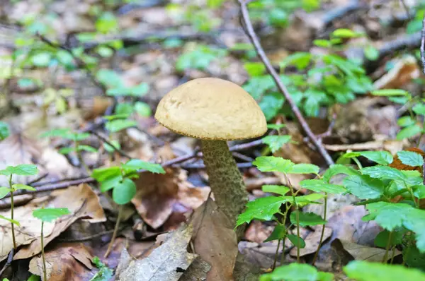 Гриб Boletus Erthropus Коричневой Шляпе Желтой Красной Ноге Лесу Желтых — стоковое фото