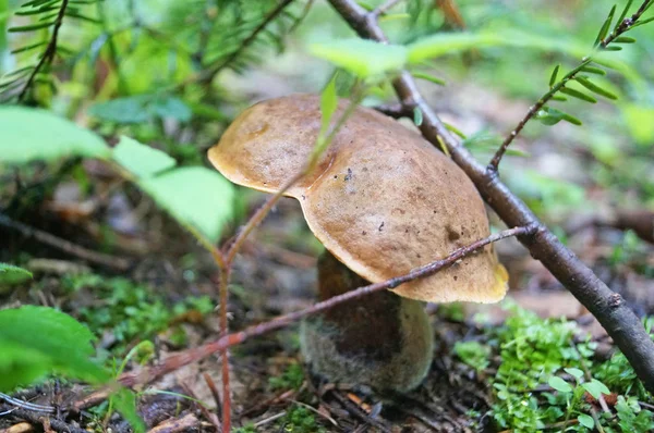 キノコ茶色の帽子と黄色の葉と秋の日に緑の草の森の中で黄色の脚を持つボレトスエルトロプス — ストック写真