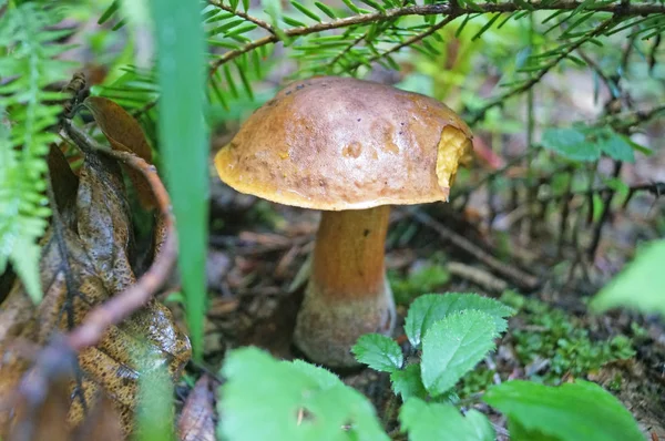 Steinpilz Erthropus Mit Braunem Hut Und Gelb Rotem Bein Wald — Stockfoto