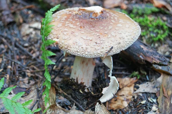 Amanita Rubescens Mushroom Коричневой Шляпой Белыми Точками Белой Ногой Лесу — стоковое фото