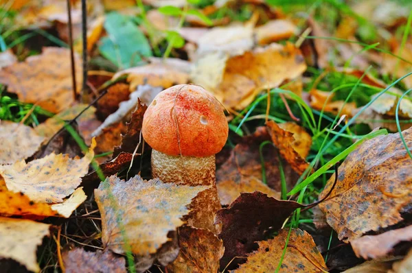 Kırmızı başlıklı Leccinum mantarı ve sarı yapraklı beyaz bacak ve sonbahar günü yeşil çimenler.