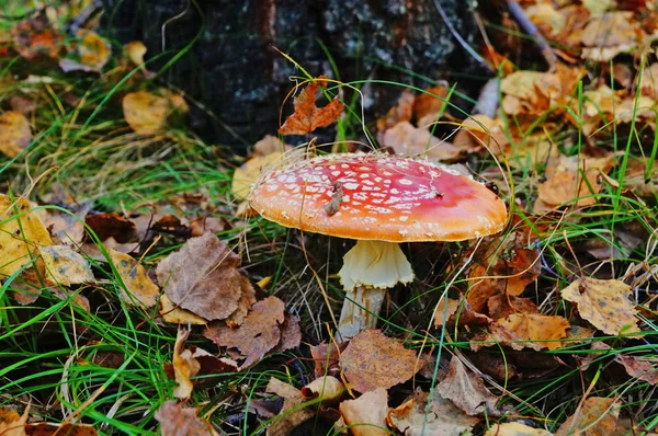 Amanita Muscaria Cogumelo Com Boné Vermelho Ponto Branco Uma Perna — Fotografia de Stock