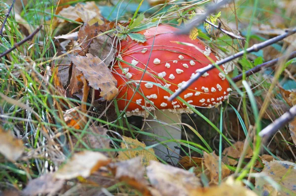 Amanita Muscaria Svamp Med Röd Hatt Vit Prick Och Ett — Stockfoto