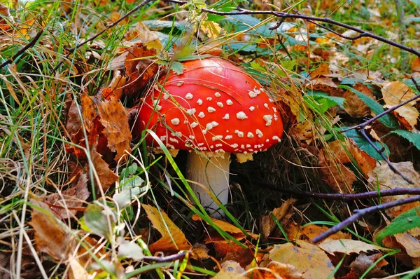 秋の日には 白い点に赤いキャップと黄色の葉と緑の草の森の中の白い足を持つアマニタ ムスカリア キノコ — ストック写真