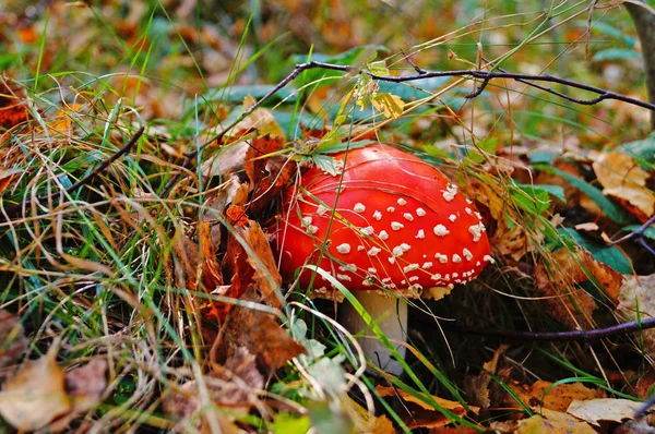 Amanita Muscaria Cogumelo Com Boné Vermelho Ponto Branco Uma Perna — Fotografia de Stock