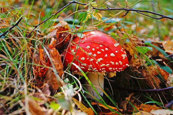 Amanita muscaria mantarı, beyaz noktalı kırmızı bir şapka ve sarı yapraklı bir ormanda beyaz bir bacak ve sonbahar günü yeşil çimenler.