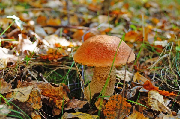 Kırmızı başlıklı Leccinum mantarı ve sarı yapraklı beyaz bacak ve sonbahar günü yeşil çimenler.
