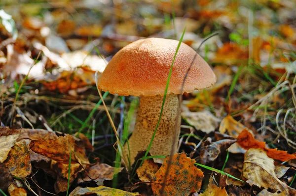 Cogumelo Eccinum Com Chapéu Vermelho Perna Branca Floresta Folhas Amarelas — Fotografia de Stock