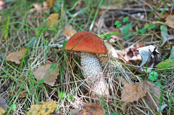 Kırmızı başlıklı Leccinum mantarı ve sarı yapraklı beyaz bacak ve sonbahar günü yeşil çimenler.