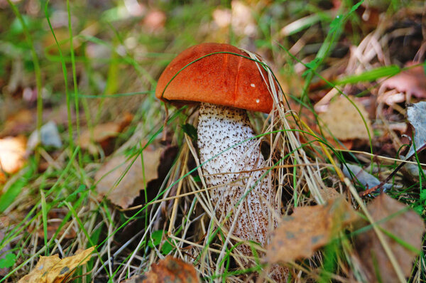 Leccinum mushroom with red cap and white leg in the forest in yellow leaves and green grass on an autumn day