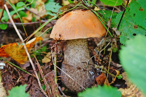 Leccinum Pilz Mit Roter Kappe Und Weißem Bein Wald Gelben — Stockfoto