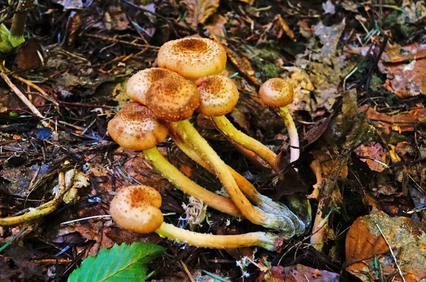 Mushroom Beige Brown Hat White Leg Forest Yellow Leaves Green — Stock Photo, Image