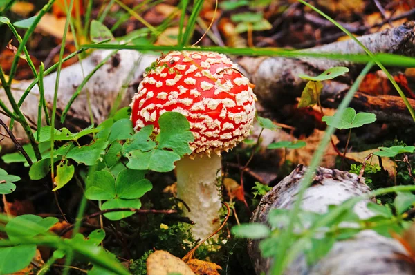 秋の日には 白い点に赤いキャップと黄色の葉と緑の草の森の中の白い足を持つアマニタ ムスカリア キノコ — ストック写真