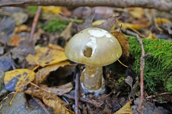 秋天的一天 黄叶绿草密林中的蘑菇 头戴米黄色的帽子 腿是棕色的 — 图库照片