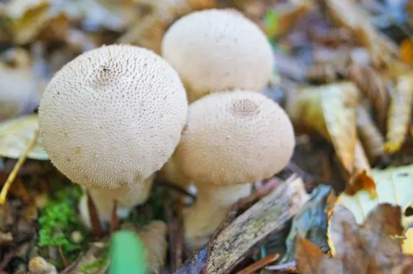 Champiñón Con Sombrero Beige Marrón Pierna Blanca Bosque Hojas Amarillas —  Fotos de Stock