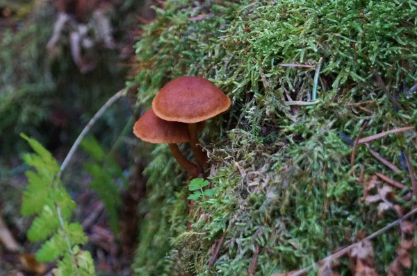 Cogumelo Com Chapéu Bege Marrom Perna Branca Floresta Folhas Amarelas — Fotografia de Stock