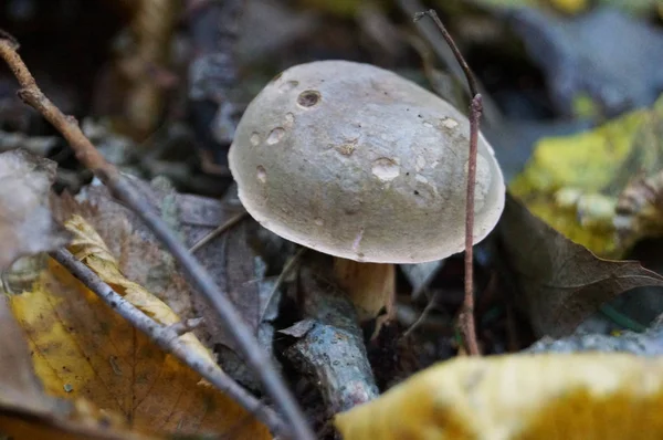 Cogumelo Com Chapéu Bege Marrom Perna Branca Floresta Folhas Amarelas — Fotografia de Stock